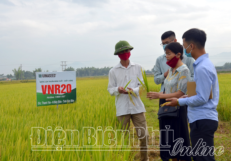 Chị Nguyễn Thị Hương, xã Noong Hẹt (huyện Điện Biên) cùng cán bộ kỹ thuật Công ty Cổ phần Tập đoàn Giống cây trồng Việt Nam trao đổi về những ưu điểm của giống lúa mới VNR20.